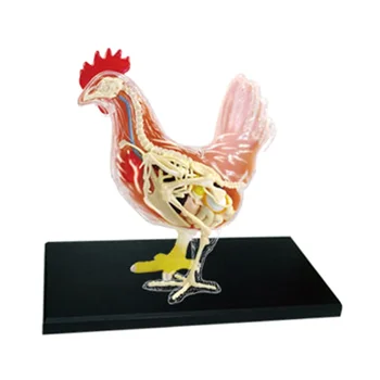 Kırmızı ve Beyaz Tavuk 4D Master Bulmaca Montaj Oyuncak Hayvan Biyoloji Organ Anatomik model beyin Anatomi